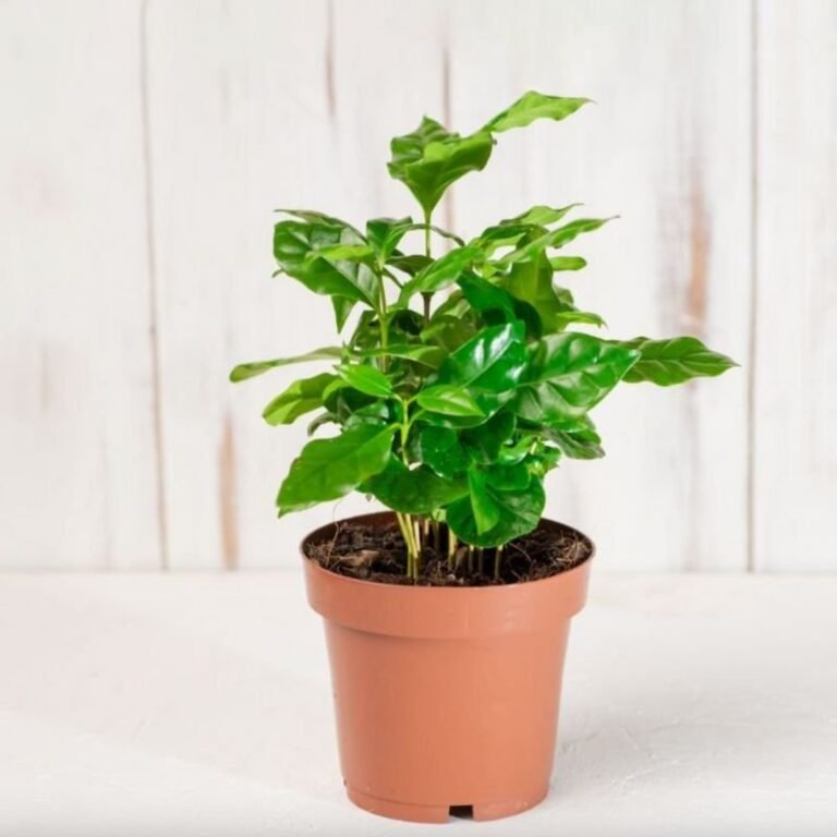 Can You Grow Coffee At Home? 1 Can You Grow Coffee At Home?