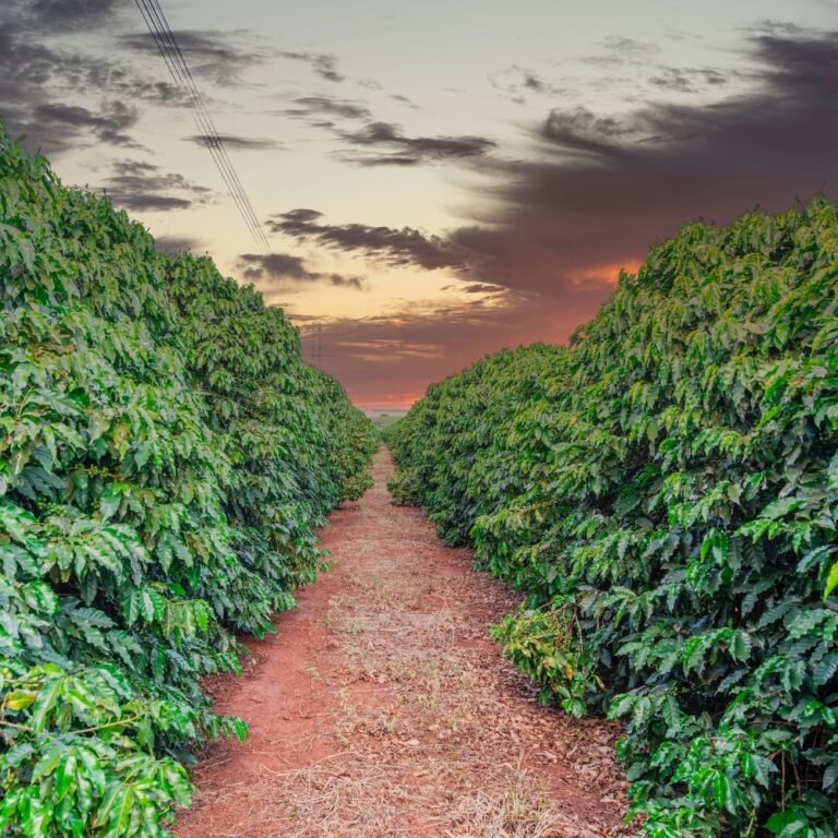 Brazilian Coffee Beans Guide 14 Brazilian Coffee Beans Guide