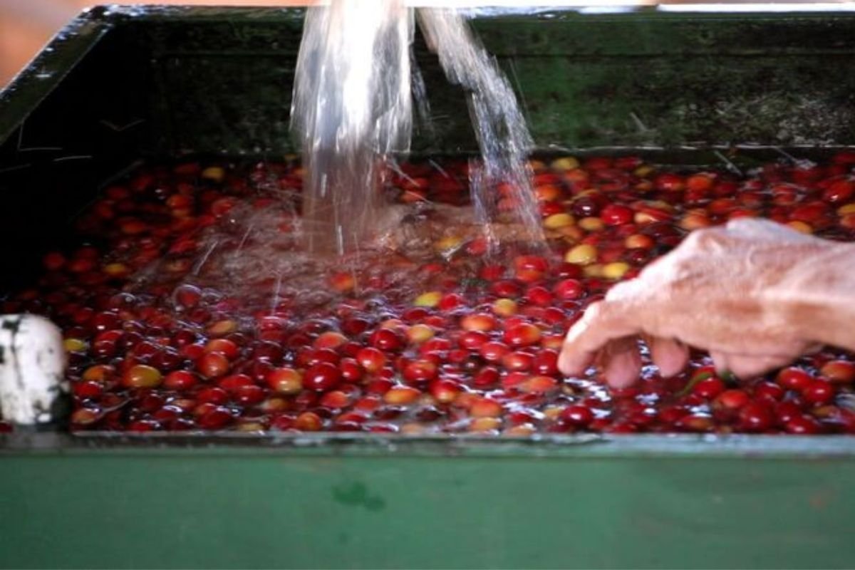 16 Untitleddesign28429 Should I Wash My Coffee Beans?