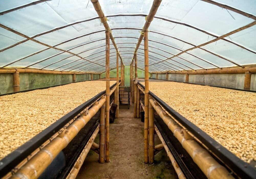 1 CoffeeProcessing The Low Down on Low Acid Coffee