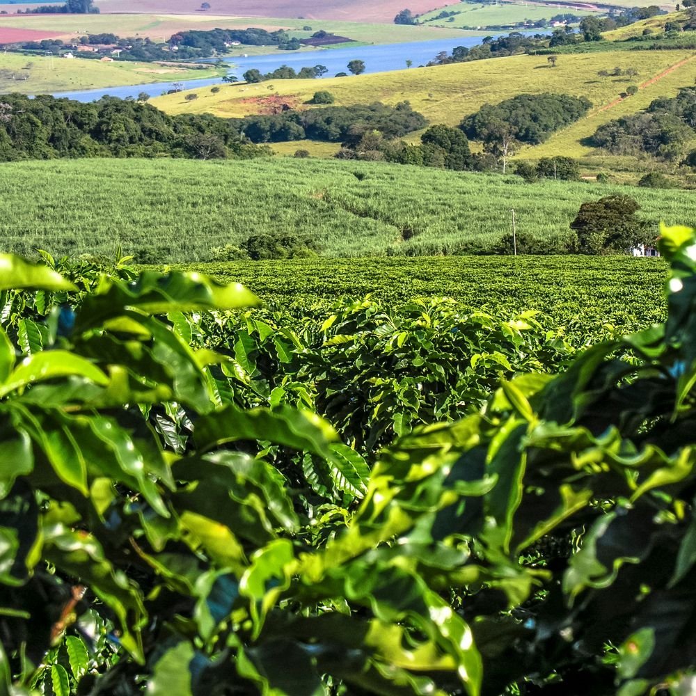 Costa Rica Coffee Beans 6 2 8 Costa Rica Coffee Beans