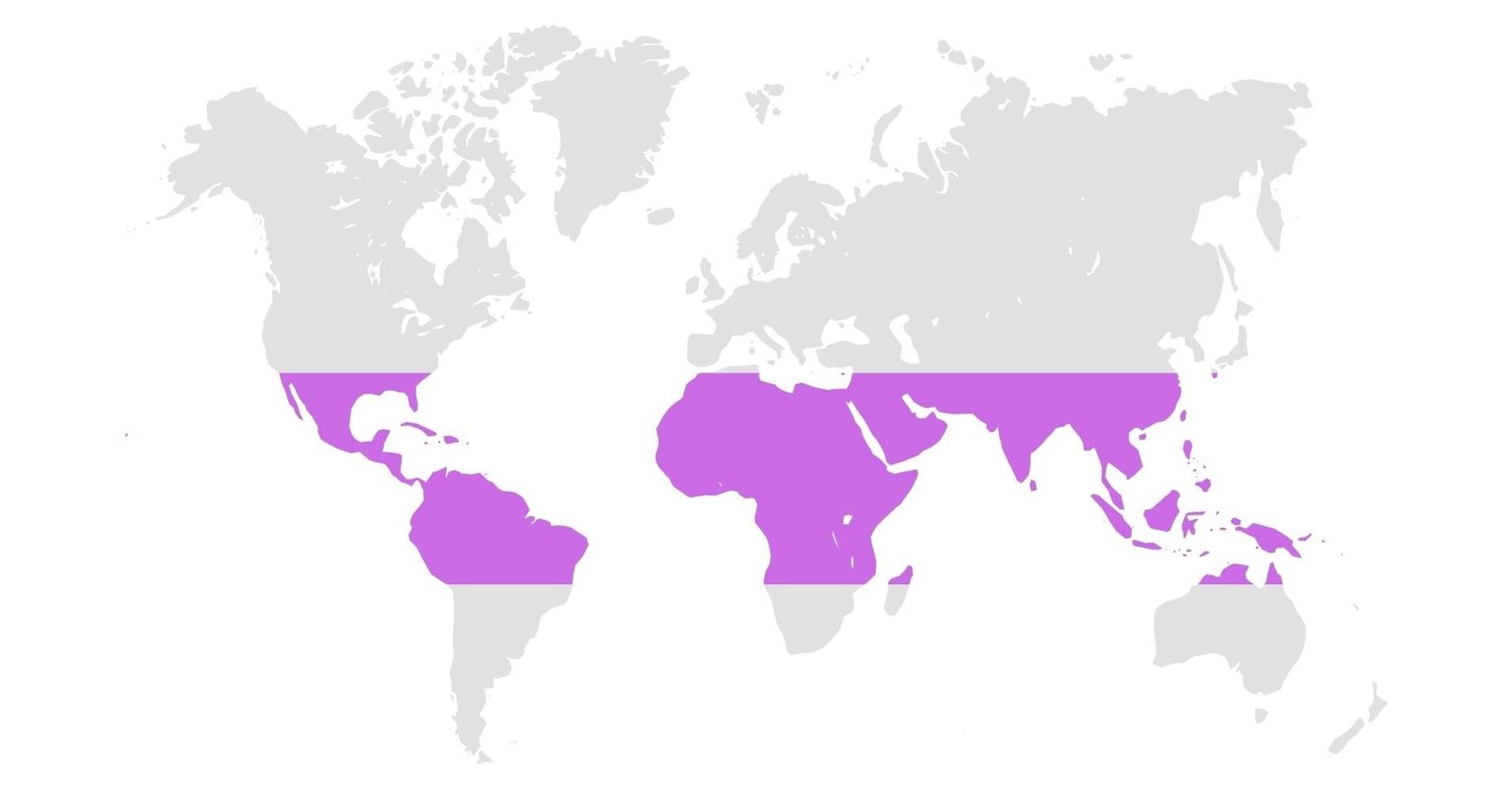 2 CoffeeGrowingBelt What Is Cascara Tea?