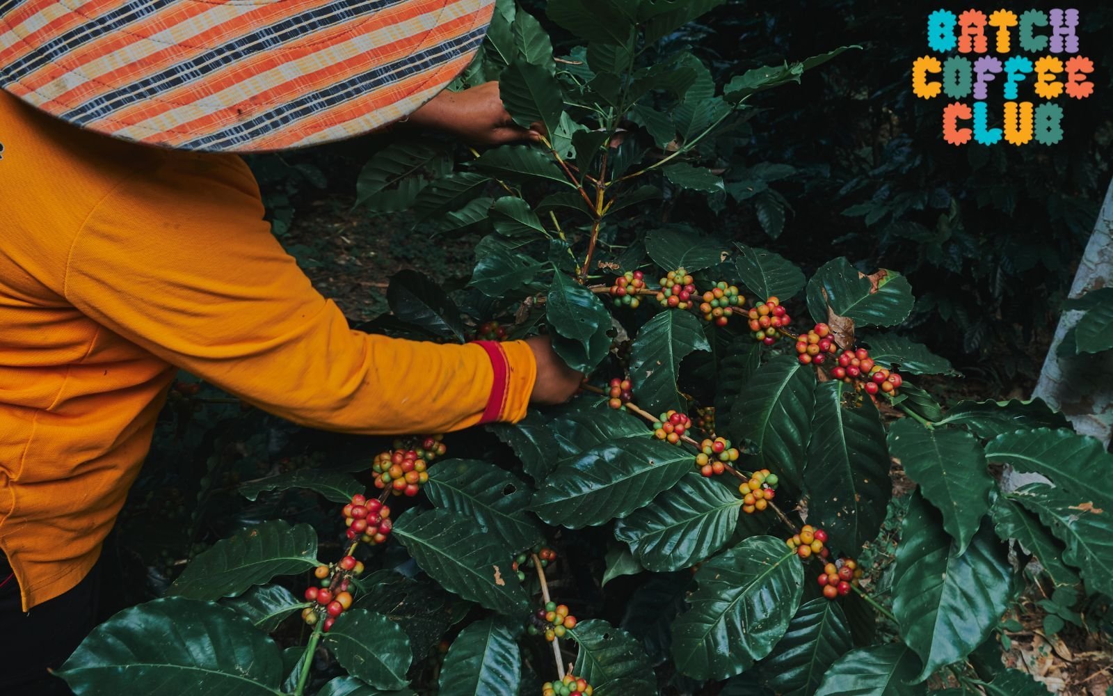 34 7 What is Specialty Coffee and Why is it so Good?