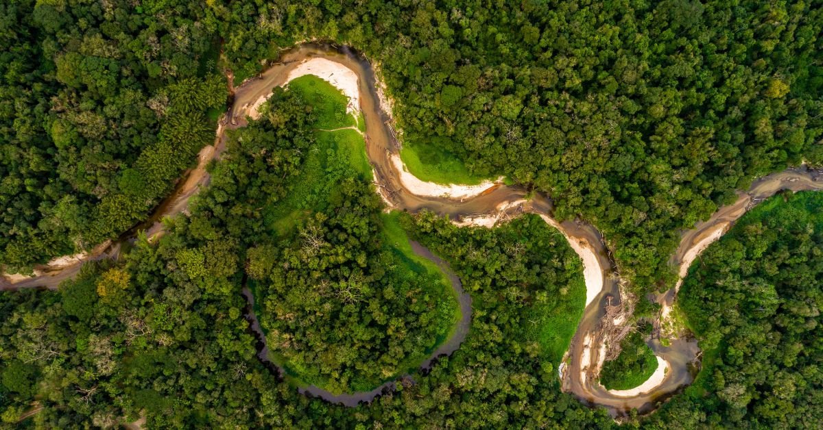 Brazilian Coffee Beans Guide 2 Amazon Rainforest