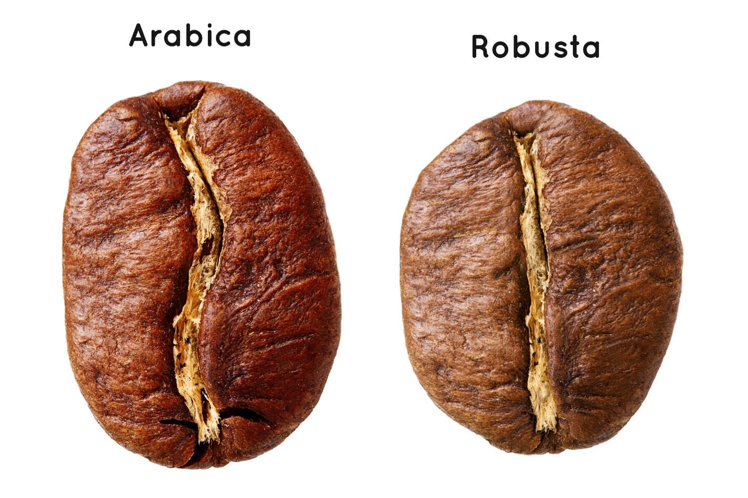 Brazilian Coffee Beans Guide 8 Arabica and robusta Brazilian coffee