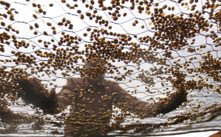 Coffee farmer turning coffee beans as they dry on raised beds under netting
