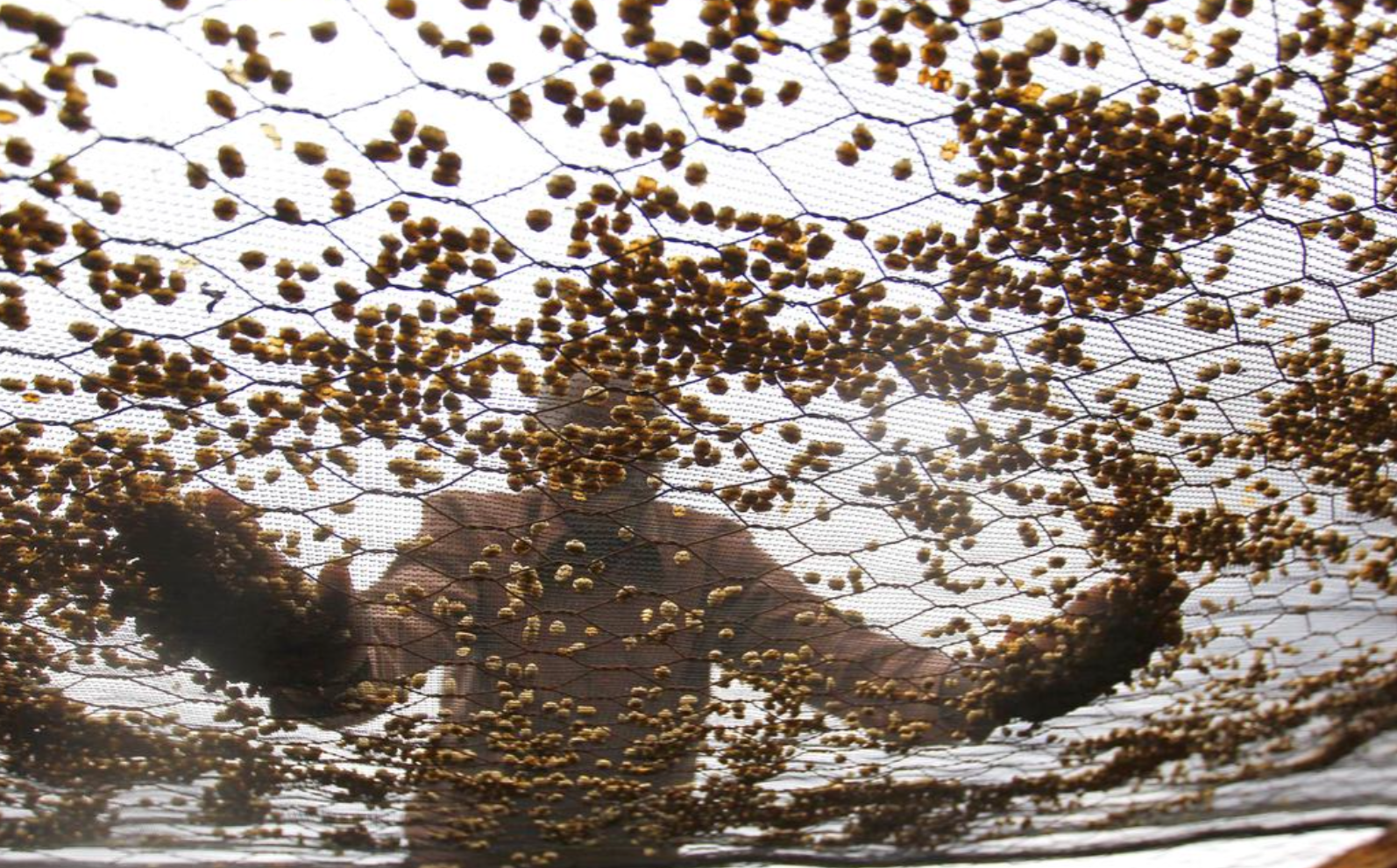 Why Is Coffee So Expensive Right Now? A Roaster Explains 4 Coffee farmer turning coffee beans as they dry on raised beds under netting
