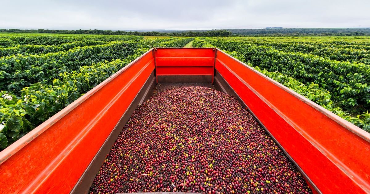 Brazilian Coffee Beans Guide 12 Brazil coffee farms