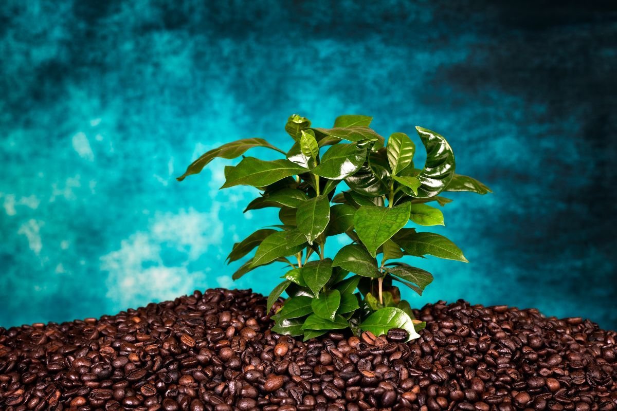 Canyougrowcoffeeplantsathome3F Can You Grow Coffee At Home?