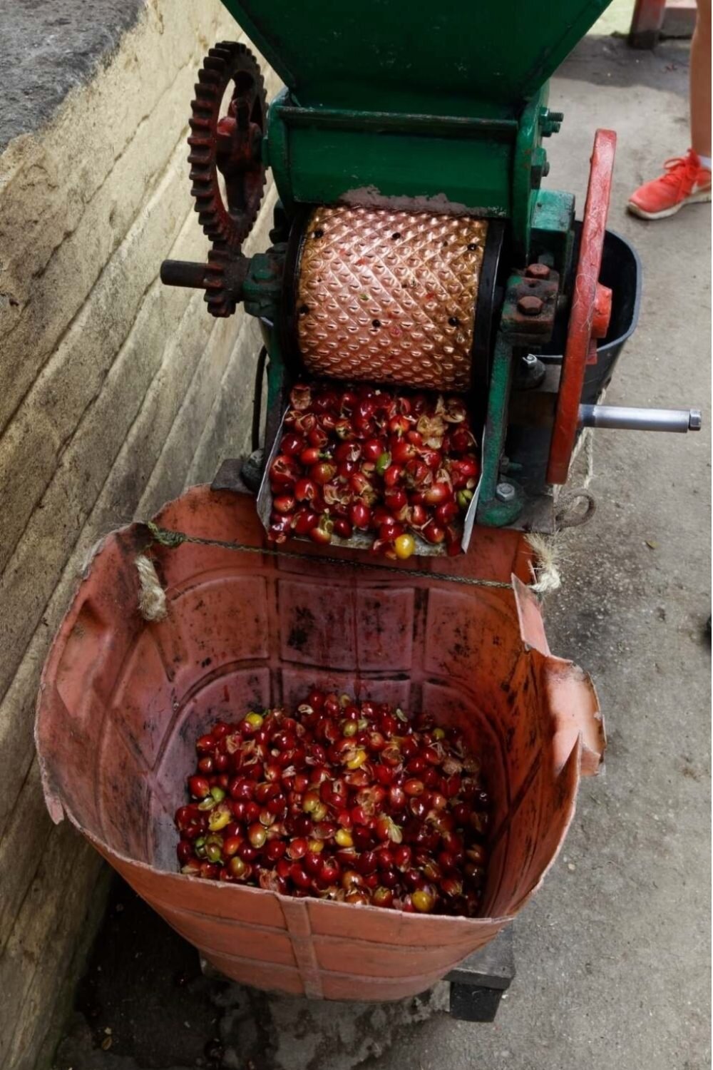 CascaraDe pulper What Is Cascara Tea?