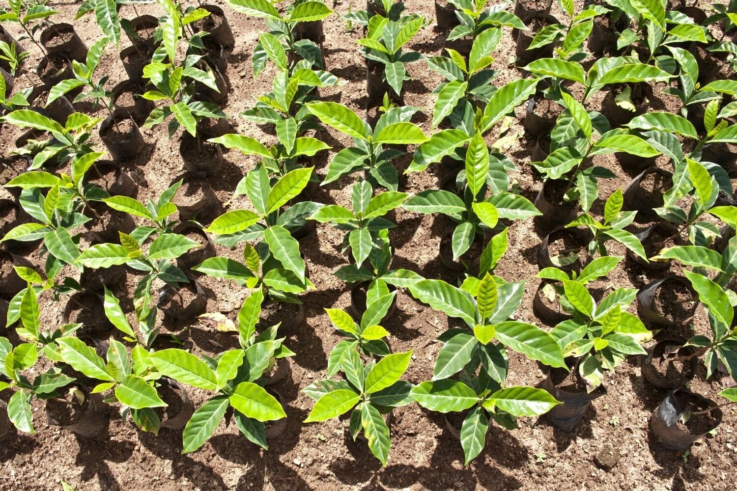 CascaraForCompostonCoffeeFarm What Is Cascara Tea?