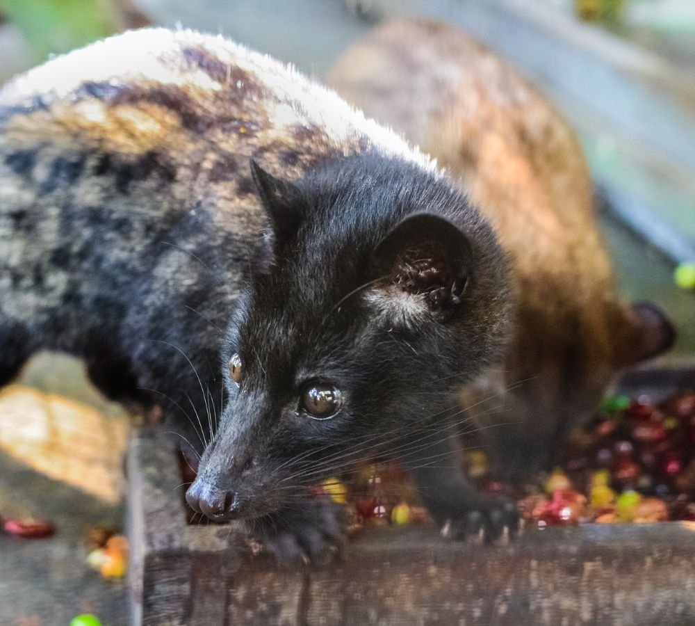 Civet coffee