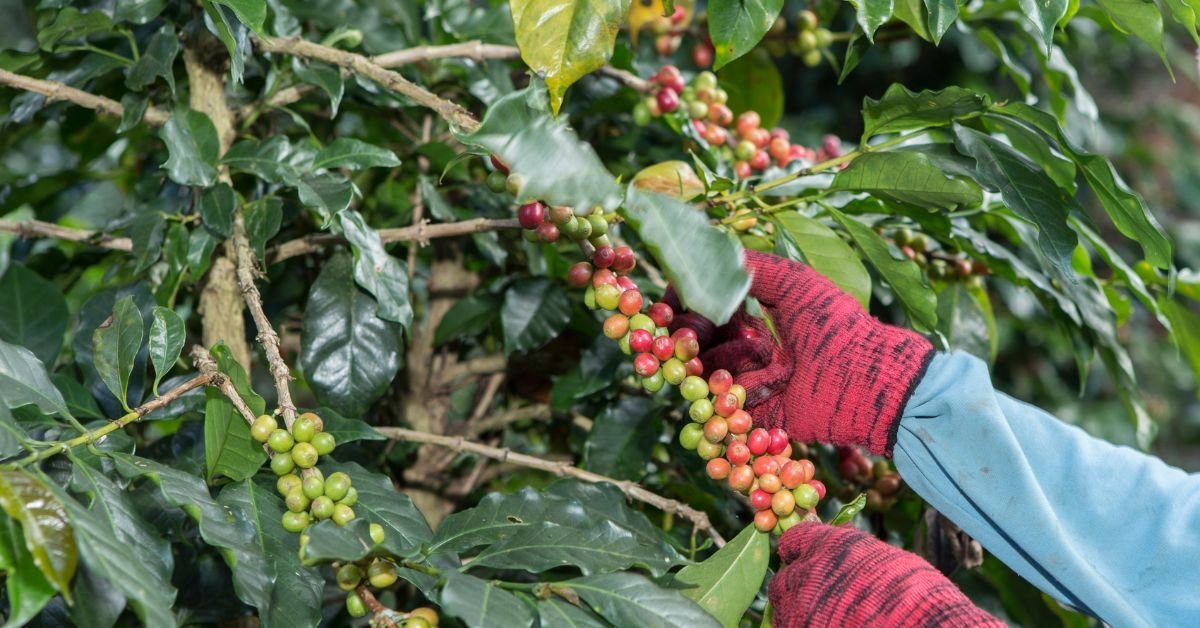 Brazilian Coffee Beans Guide 10 Coffee Beans in Brazil