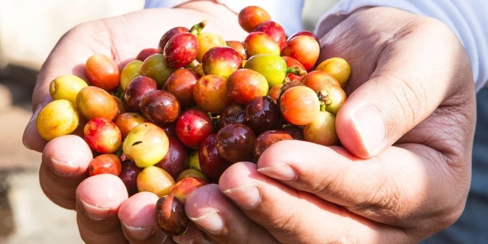 CoffeeCherry How To Roast Coffee Beans At Home