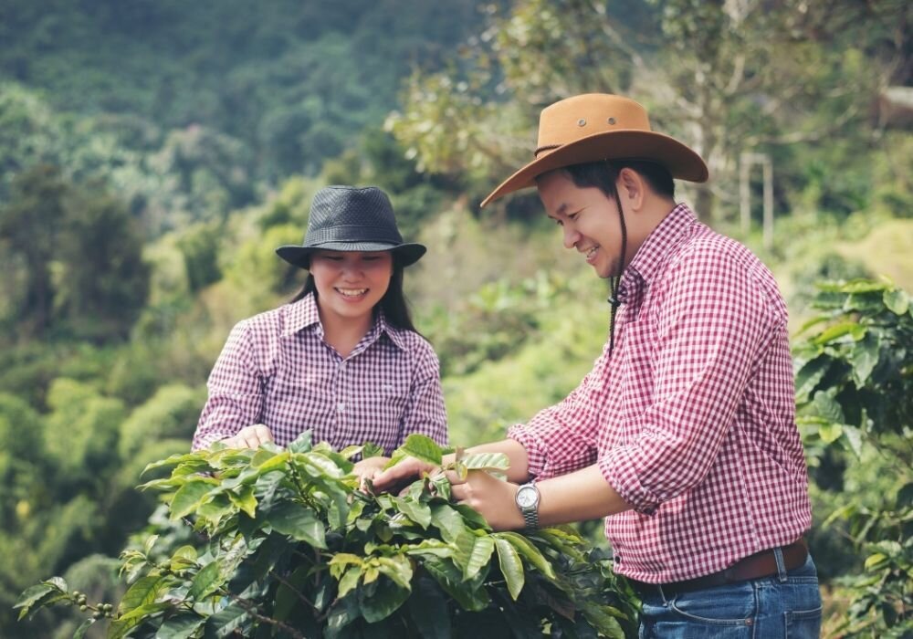 CoffeeFarming The Low Down on Low Acid Coffee