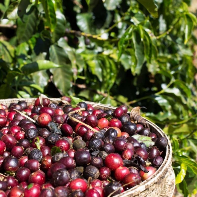 Why Is Coffee So Expensive Right Now? A Roaster Explains 2 Basket of freshly picked ripe red coffee cherries beside a coffee plant