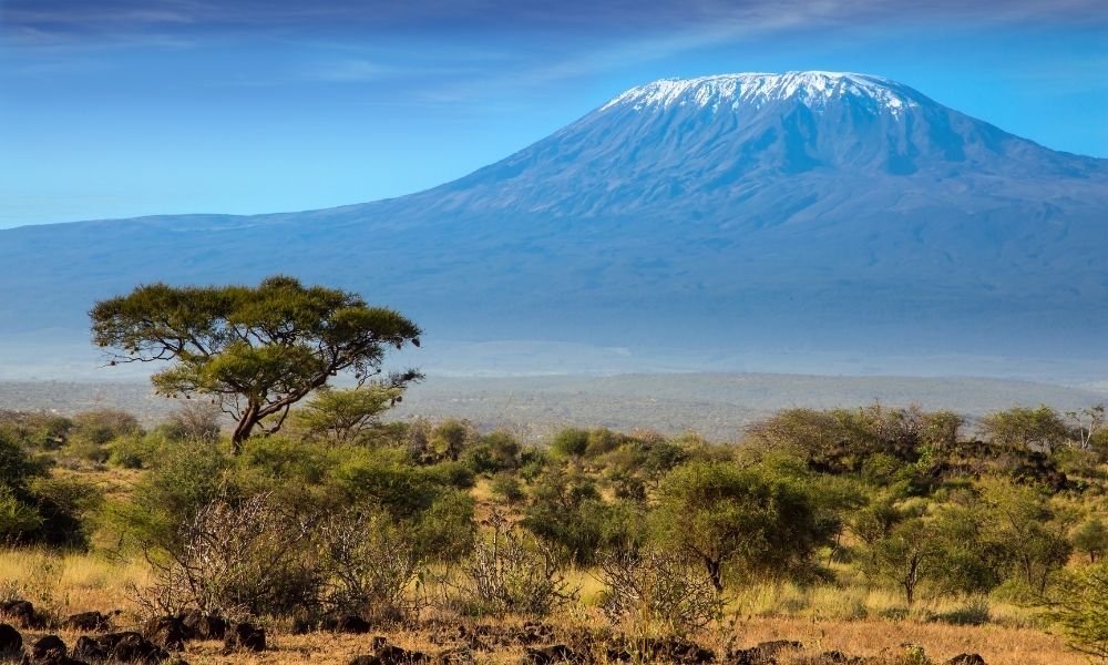CoffeeKilimanjaro The Most Expensive Coffee In The World