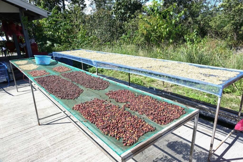 Coffeebeantypes Dryingcoffee7CBatchCoffee Different Types of Coffee Beans