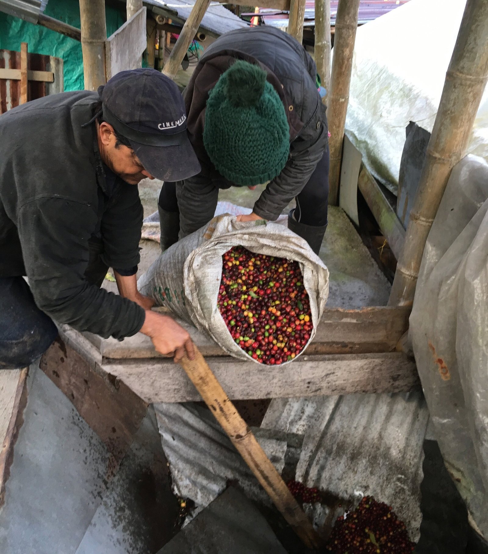 Coffeecherries7CBatchCoffeeReviewUK7CWorkingonaColombiancoffeefarm7COrganiccoffeeandhowitisprocessed7CSouthAmericancoffeefarming Working on a Colombian coffee farm