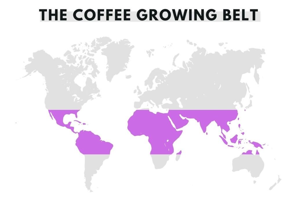 CoffeegrowingBelt7CBatchCoffee Different Types of Coffee Beans