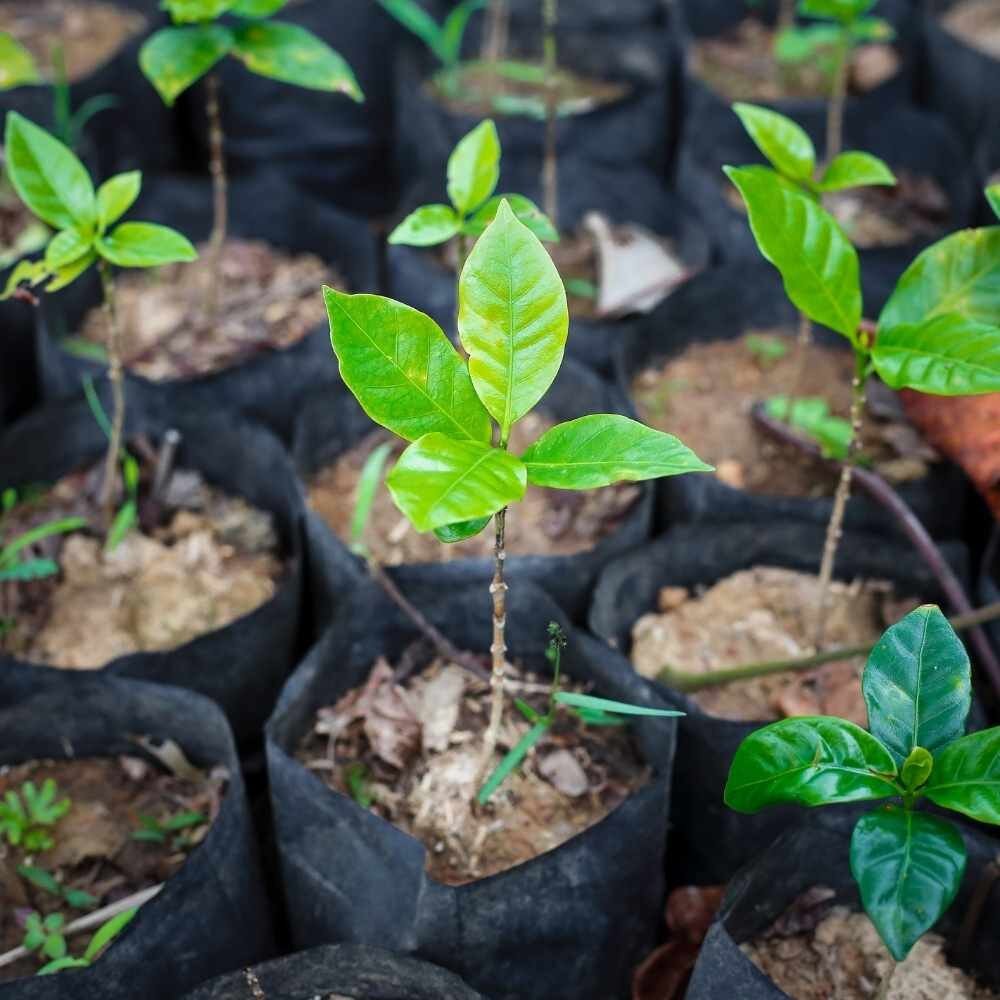 Coffeetypes Plantgrowing Different Types of Coffee Beans