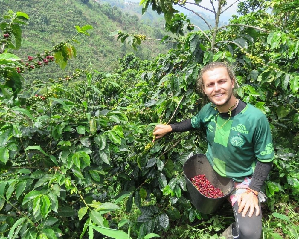 ColombianCoffeeFarmsTom Colombian Coffee: From Mountain to Cup
