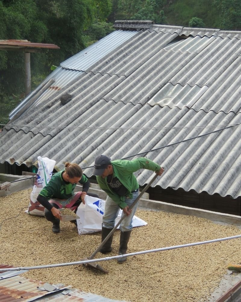 ColombianCoffeeTom Colombian Coffee: From Mountain to Cup