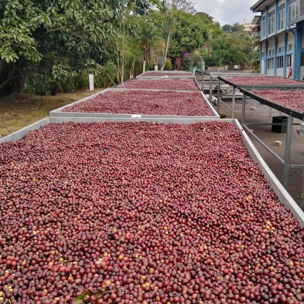 Costa Rica Coffee Beans 7 CostaRicanCoffeeIndustryToday Costa Rica Coffee Beans