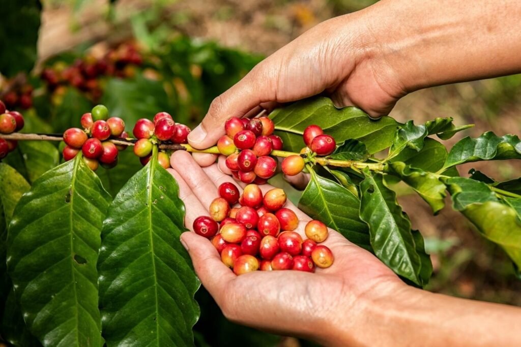 DifferenttypesofCoffeePlant7CRobustaBatchcoffeeUK Different Types of Coffee Beans