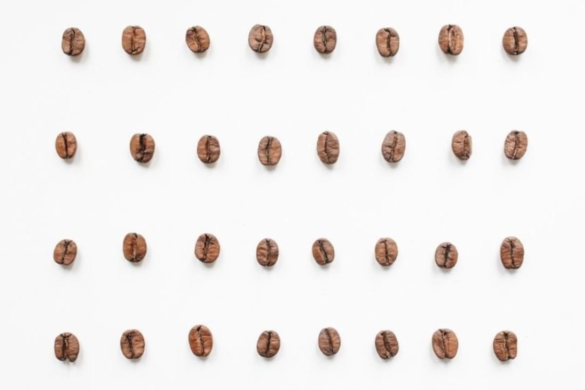 EatCoffeeBeans Can You Grow Coffee At Home?