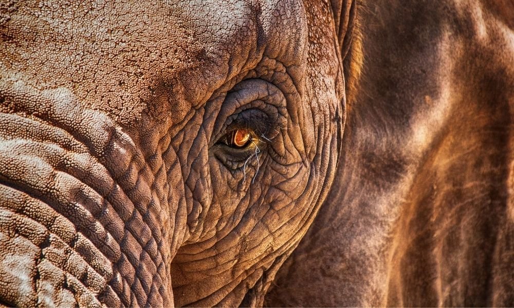 ElephantCoffee The Most Expensive Coffee In The World