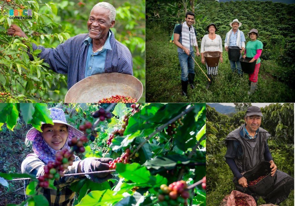 Fair Trade Coffee Subscriptions 2 Fair trade coffee farmers