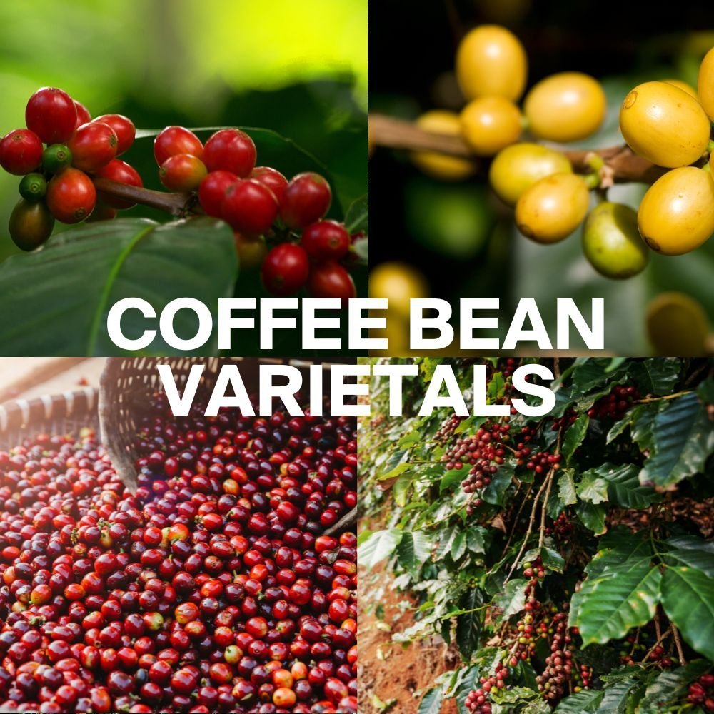 Flavoursincoffeebeanvarietals Why Do Coffee Beans Have Different Flavours?
