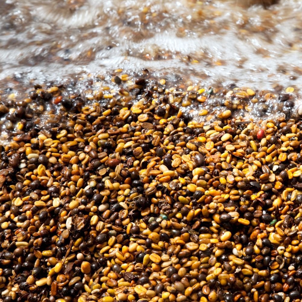 GetRidofWhenYouWashBeans Should I Wash My Coffee Beans?