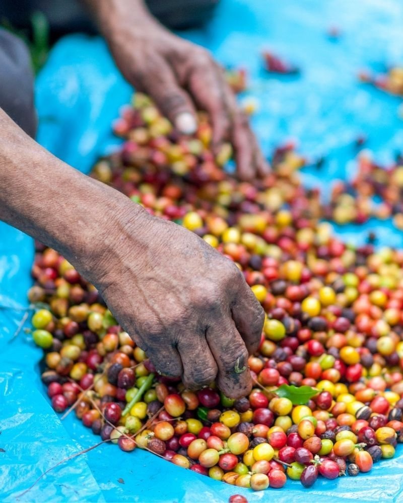 HandpickedcoffeeColombia Colombian Coffee: From Mountain to Cup