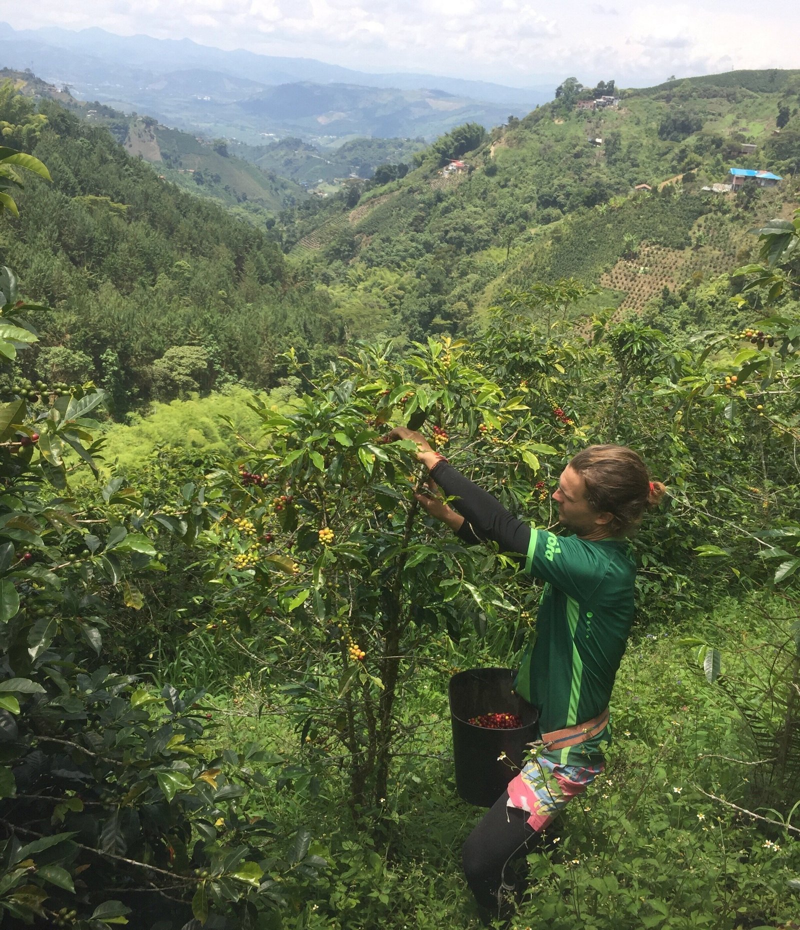 Howtopickcoffee7CBatchCoffeeReviewUK7CWorkingonaColombiancoffeefarm7COrganiccoffeeandhowitisprocessed7CSouthAmericancoffeefarming Working on a Colombian coffee farm