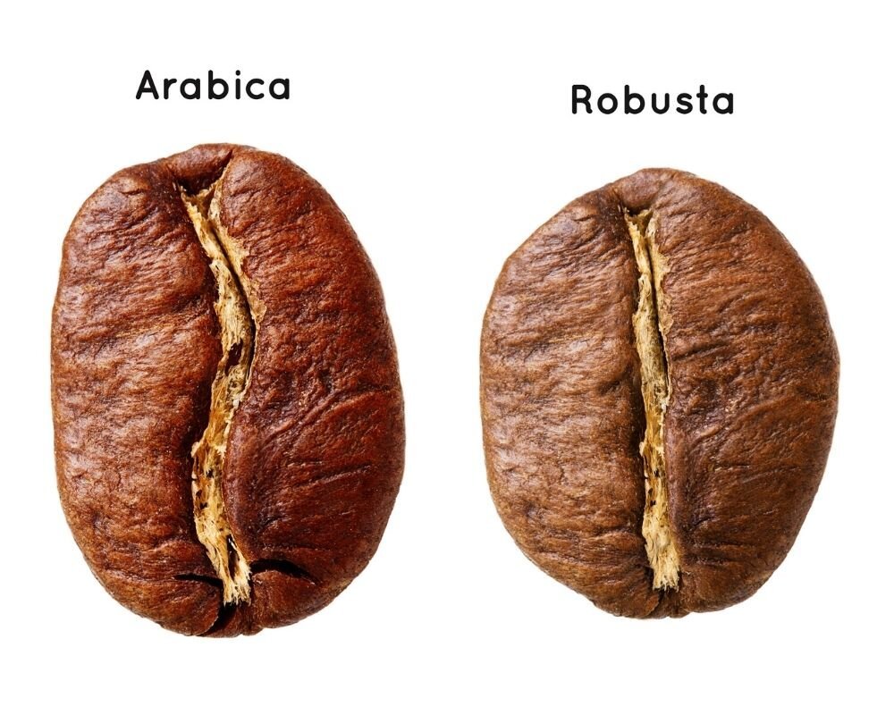 IsPeaberryArabica What Is Peaberry Coffee?