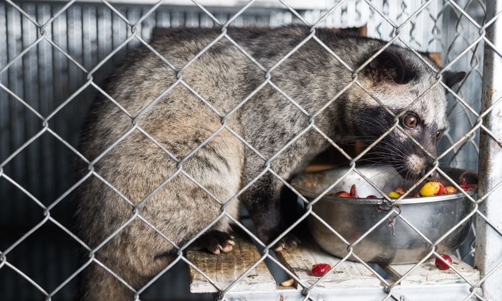KopiLuwakCoffeeUK The Most Expensive Coffee In The World