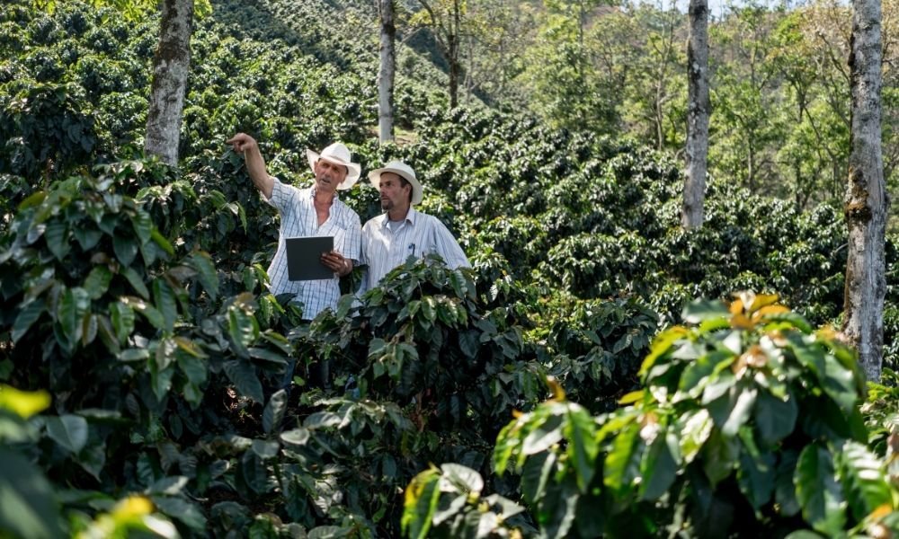 PanamaGeishaCoffee The Most Expensive Coffee In The World