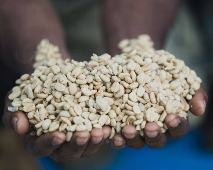 Why Is Coffee So Expensive Right Now? A Roaster Explains 1 Hands holding a pile of unroasted green coffee beans