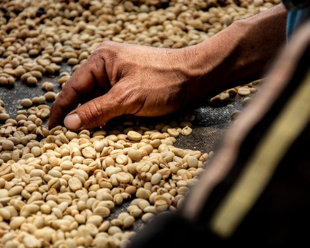 Peaberrycoffeeprocess What Is Peaberry Coffee?