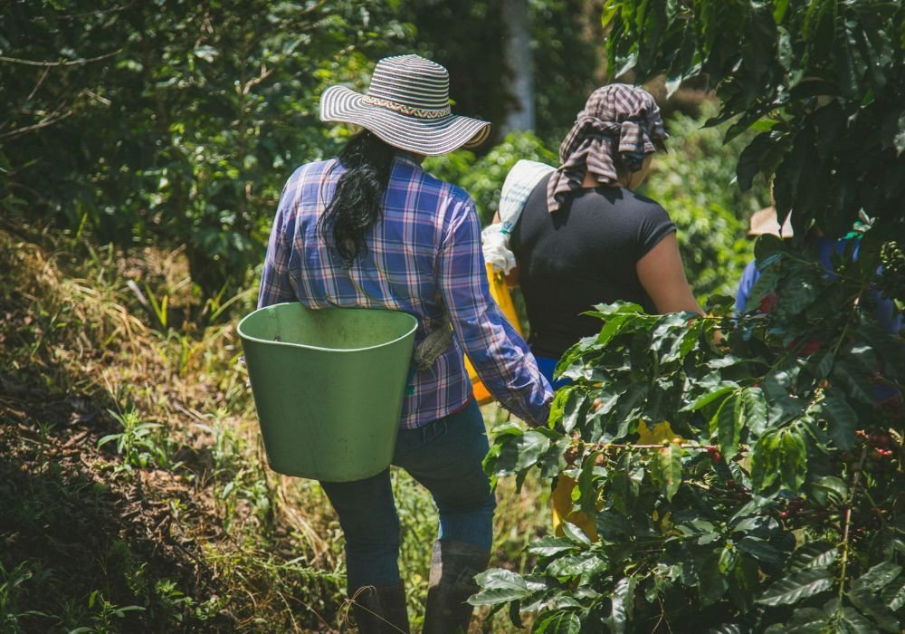 PeruCoffeeBeanFarmers A Guide To Peru Coffee Beans