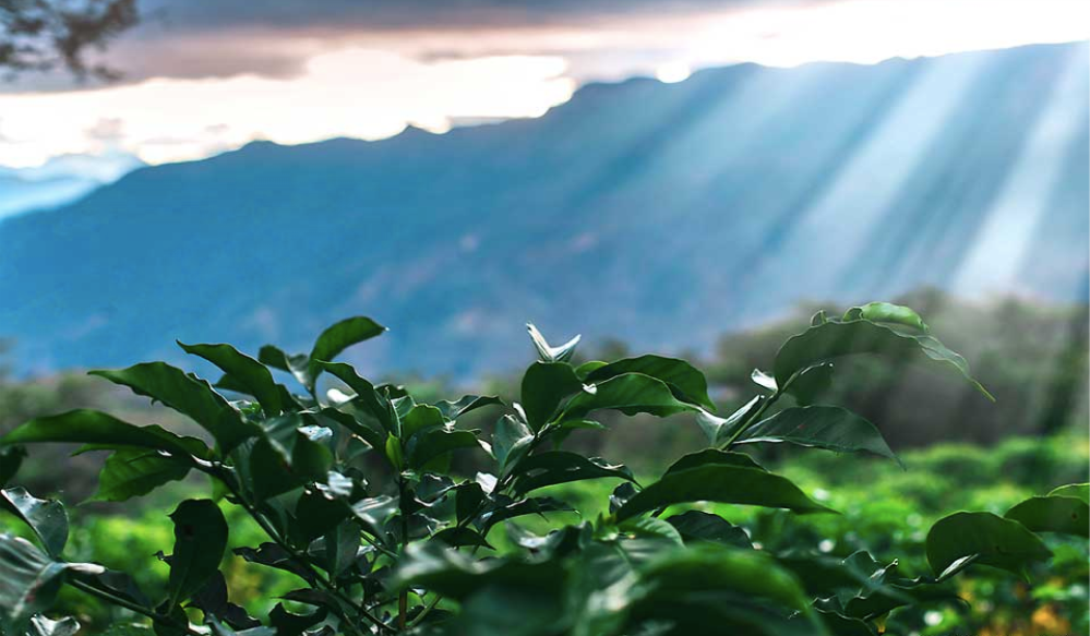 South America 16 ScreenShot2020 03 11at17.08.17 South America