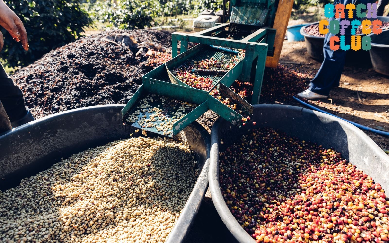 Specialitycoffeeprocessing What is Specialty Coffee and Why is it so Good?