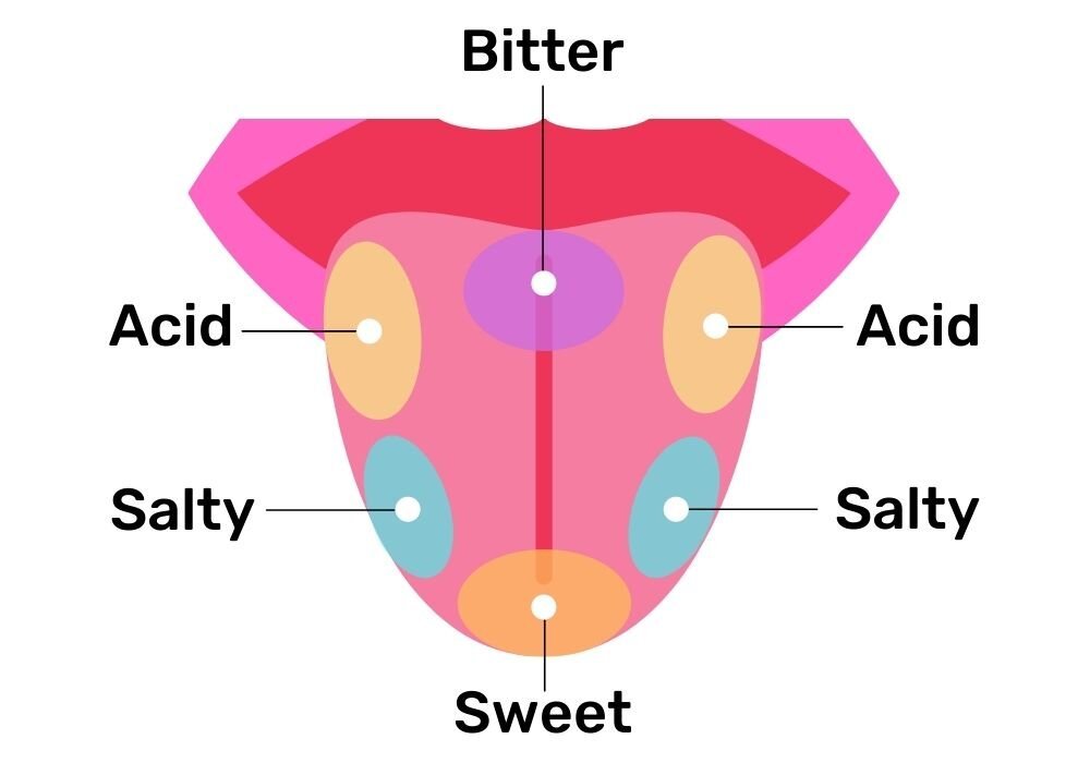 Tastesincoffee Batch Coffee Flavour Wheel