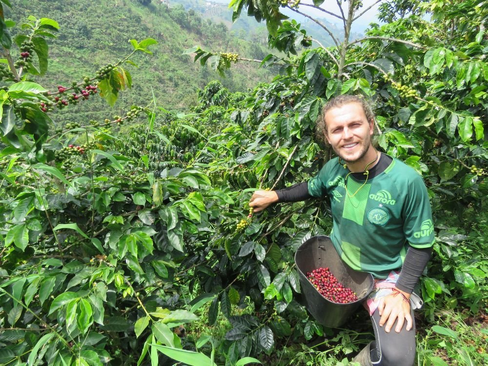 Tom Saxon Coffee Expert Colombia
