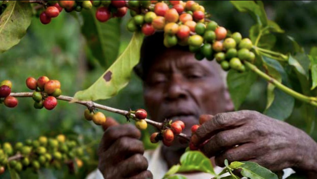 TypesOfCoffeeBeans7CBatch Different Types of Coffee Beans