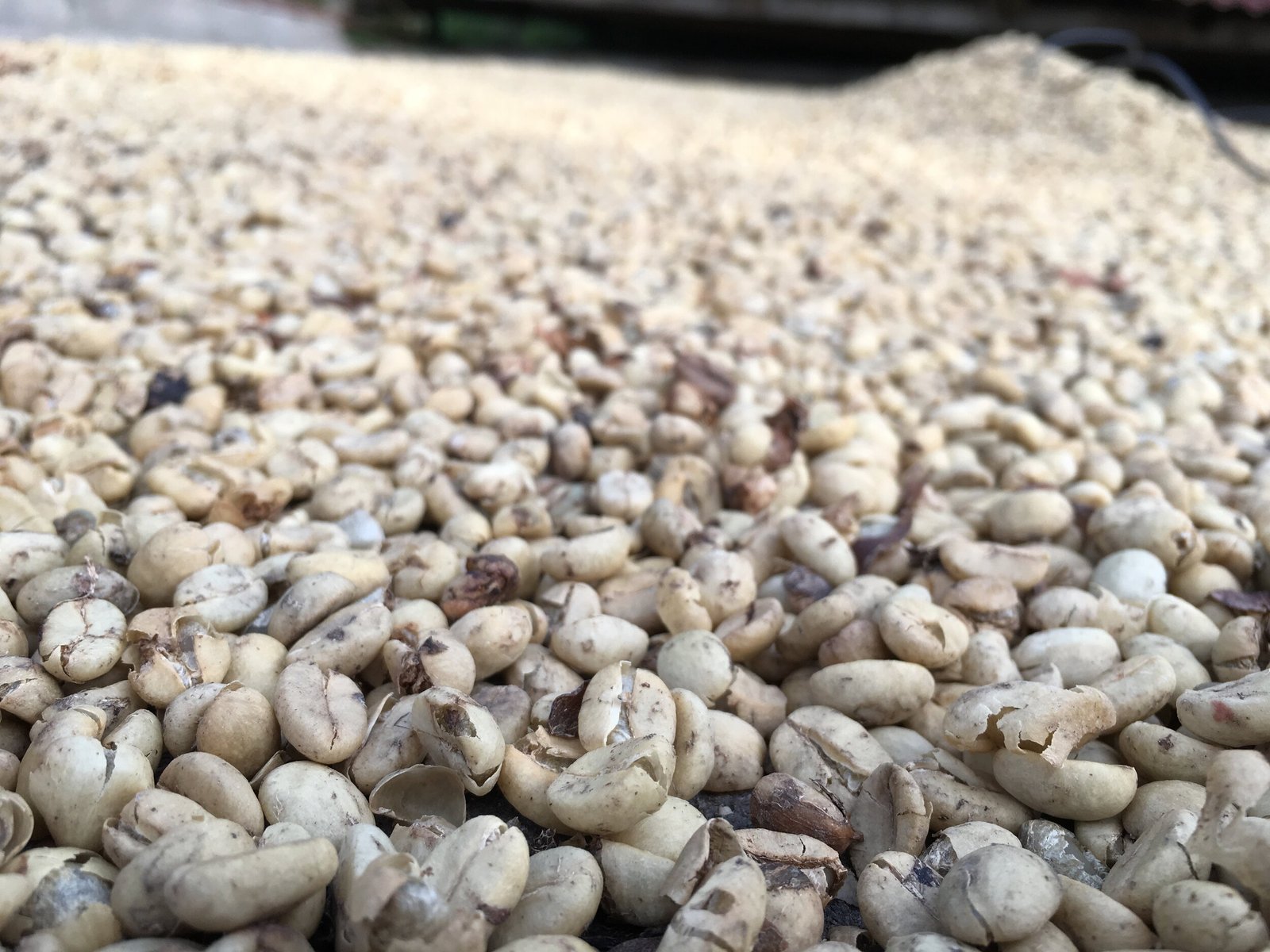 Washedcoffee7CNaturalprocessedcoffee7CSemiWashedcoffee7CBatchCoffeeReviewUK7CWorkingonaColombiancoffeefarm7COrganiccoffeeandhowitisprocessed7CSouthAmericancoffeefarming Working on a Colombian coffee farm