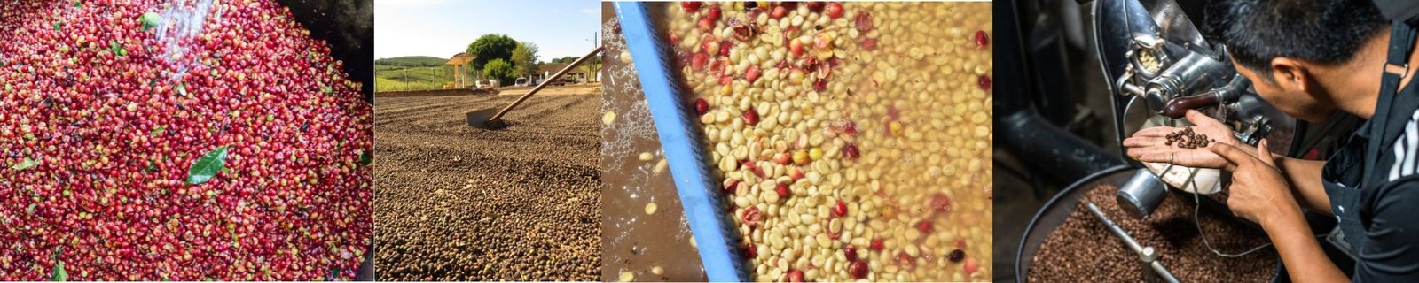 Washed vs Natural Coffee