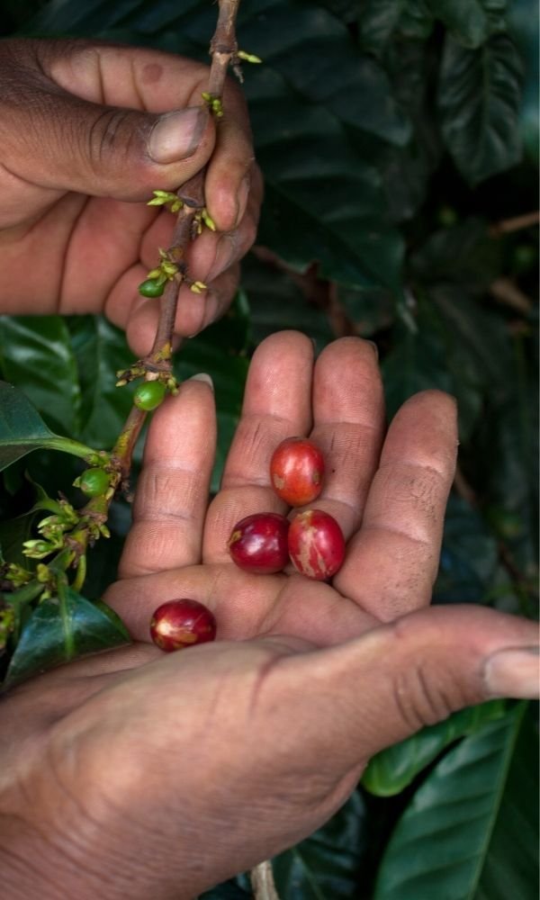 Where Does Coffee Come From